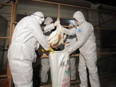 美国疾控中心担忧中国H7N9疫情