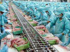 越南查鱼出口企业应集中开发亚洲市场