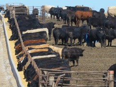 美国加州改造奶牛厂应对全球变暖