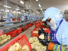 湛江市食品农产品远洋须跨过多个“海浪”