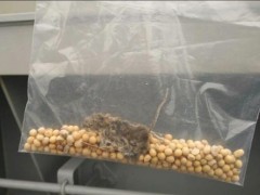 镇江口岸在进境外轮大豆中截获死鼠