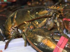 美媒：美国龙虾在华受热捧 煮熟的红色显喜气