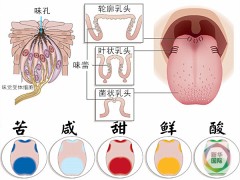 科学家发现酸甜苦咸鲜外第六种味道——“肥”