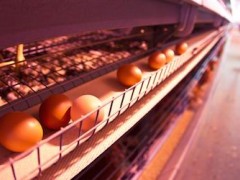 通用磨坊宣布在美国采用100%自由放养鸡蛋