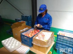 大连农产品示范区鲜食苹果今天首次出口美国