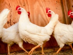 美国泰森食品：2年内停止供应含人类抗生素的鸡肉