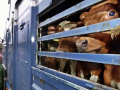 美国时隔17年取消禁止进口欧洲牛肉限令