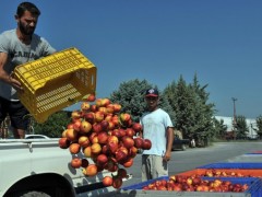 俄反制裁殃及欧洲农产品 水果严重滞销