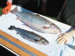 美国有望批准上市转基因鲑鱼 反对者吁超市拒卖
