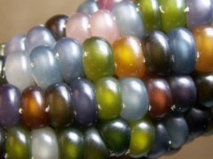 美国培植出神奇琉璃玉米 颜色缤纷颗粒晶莹