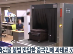 中国游客带400克猪皮入境韩国未申报 被罚款3万元