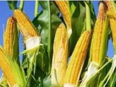 韩国政府批准了一项转基因玉米用于食品
