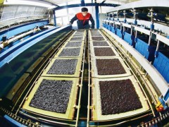 今年以来连云港市26个紫菜加工企业实现总产值5.5亿元