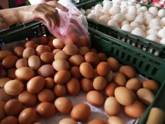 毒鸡蛋余波未平！台湾芬普尼蛋残留标准比欧盟高