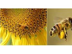 韩国研发出优质花粉生产法,将进行健康功能食品登记