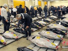 调查显示日本各地水域四成鱼体内检出微塑料垃圾
