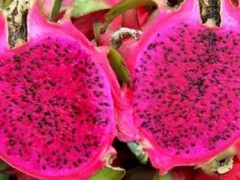 越南红心火龙果颇受日本顾客的青睐