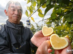 日本广岛县尾道市迎来心形柠檬收获高峰