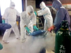 日本扑杀超9万只鸡防禽流感扩散