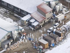 日本扑杀感染高致病性禽流感的鸡鸭