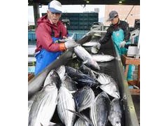 日本东北灾区渔港连续二十年鲣鱼卸货量居首