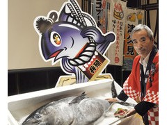 日本利用人工饲料成功培育出养殖金枪鱼 为全球首例