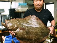 日本捕获巨型比目鱼：做生鱼片可供40人食用