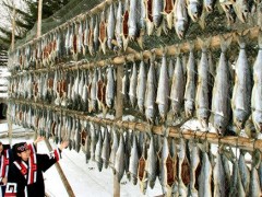 北海道重现古老民族传统 寒风中晒制三文鱼