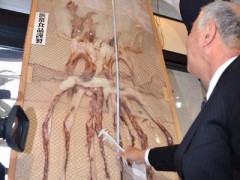 日本展出4米长干鱿鱼 是普通鱿鱼10倍长
