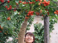 大连国际大樱桃节6.9日开幕 5万吨樱桃供