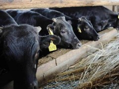 日本“辐射牛”增至578头 大多数已被消费者食用