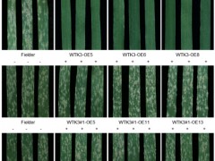 遗传发育所等发现新类型小麦抗白粉病基因