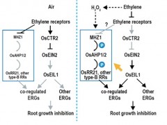 遗传发育所发现组氨酸激酶MHZ1通过和乙烯受体互作调控水稻根部乙烯反应