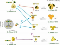 柑橘如何配对？科学“红娘”来牵线