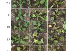 科学家首创抗除草剂甘蓝型油菜新种质