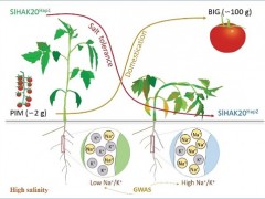 番茄丢失的耐盐基因被找回