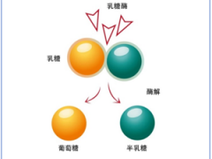 乳制品知识科普系列宣传（十七）