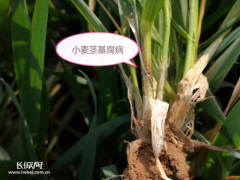河北：部分地区发生小麦茎基腐病 省植保植检总站紧急部署喷药防治