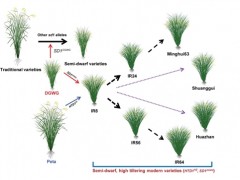 科学家发现增加水稻分蘖数和产量的重要基因