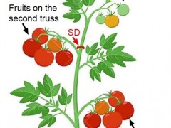 番茄茎秆变粗的关键基因被发现