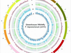 中国农科院蔬菜花卉研究所等破解农业害虫——温室白粉虱基因组