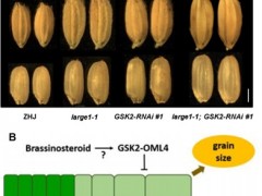 科学家发现水稻种子大小调控新机制