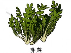 吃荠菜的禁忌