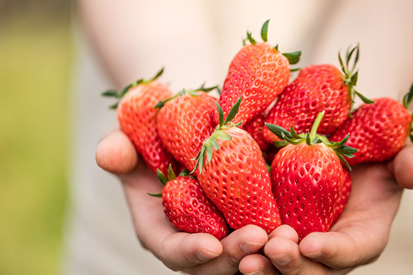 草莓是热性3.jpg