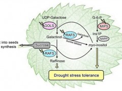 棉子糖合成代谢途径调控植物抗旱能力