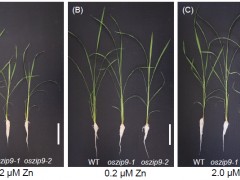 研究发现助水稻从土壤中吸收锌的转运蛋白
