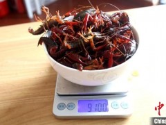1千克小龙虾最多可少5克 上海市场监管部门提醒市民注意防范