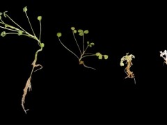 科学家首次破译同源四倍体紫花苜蓿基因组
