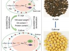 科学家发现控制大豆产量与品质关键基因