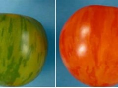 番茄果实颜色条斑形成分子机制获揭示